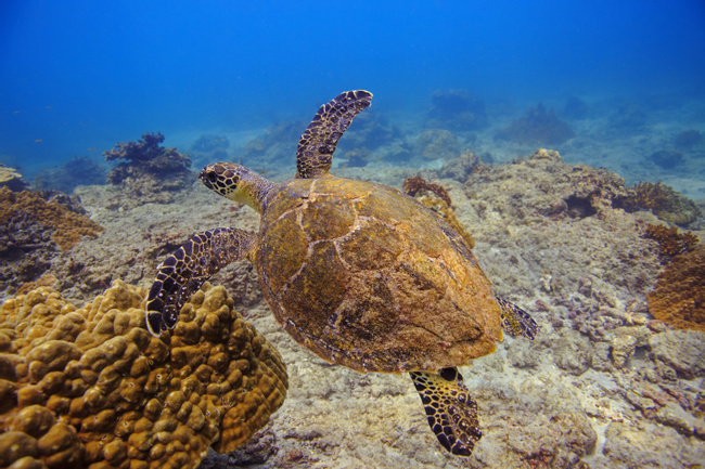 Caño Island Snorkeling Photo